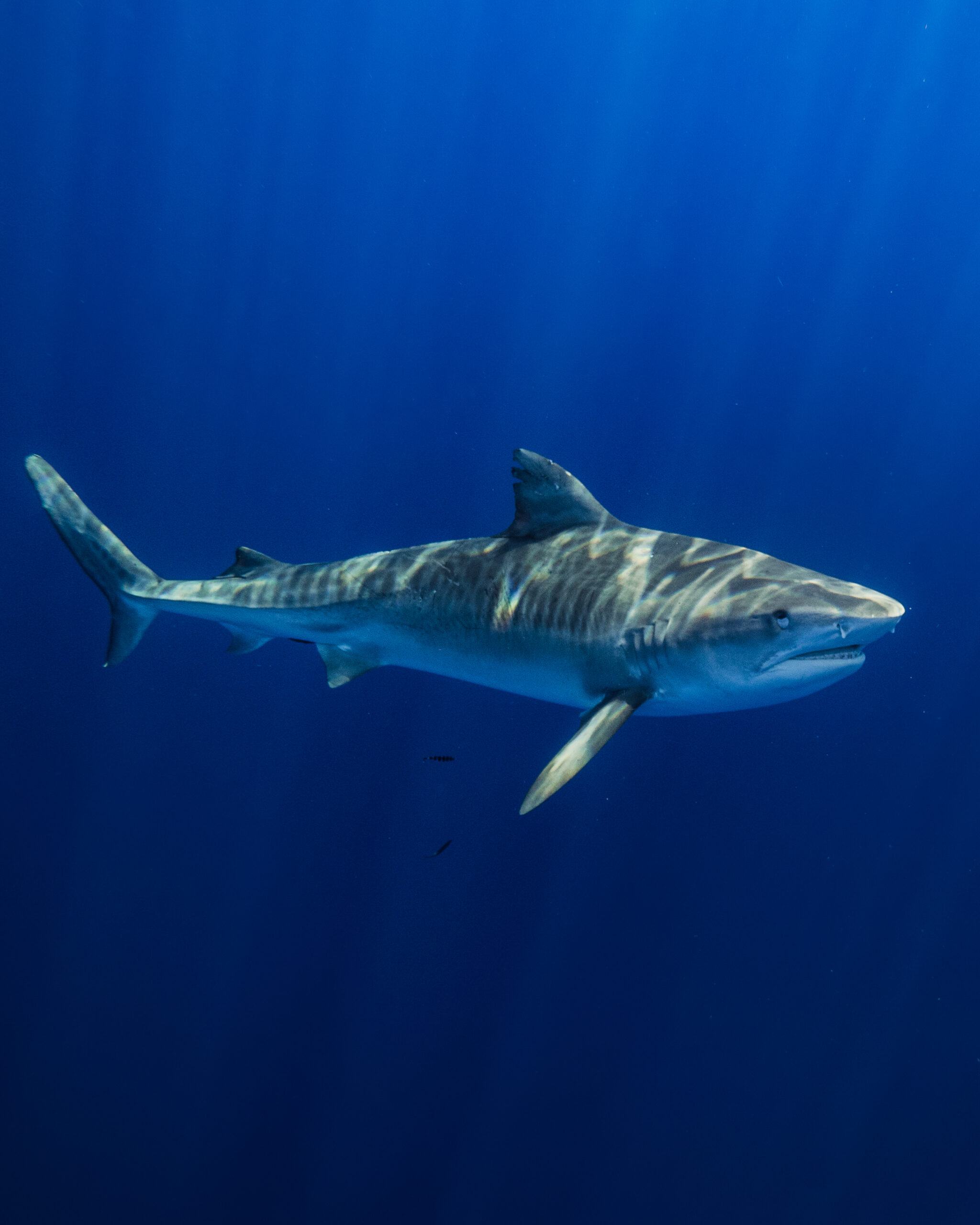 shark swimming alone in deep blue sea
