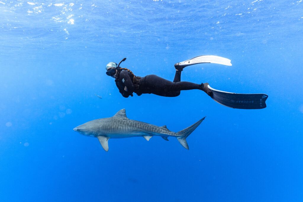 Diver swimming above shark in blue water