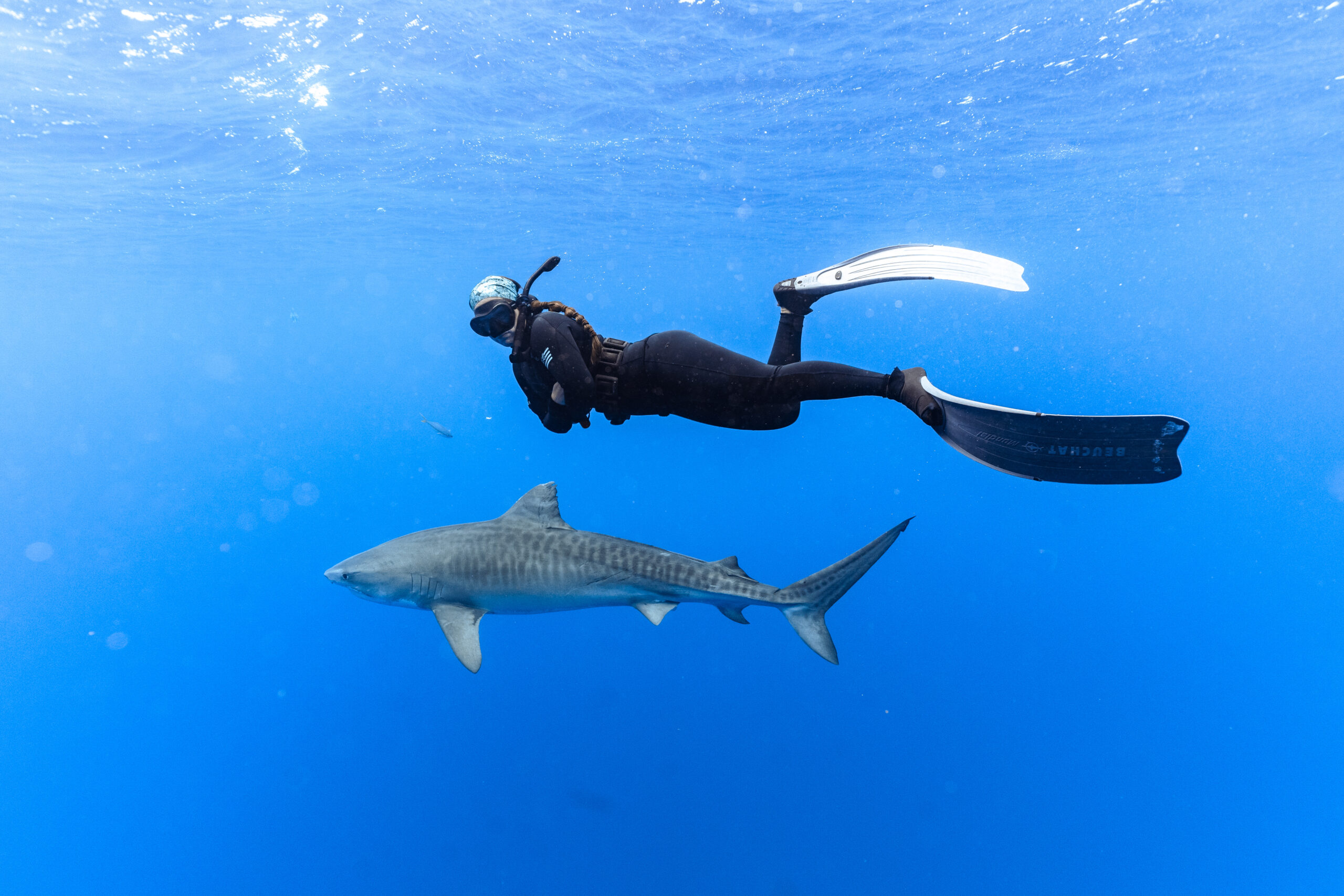 Diver swimming above shark in blue water