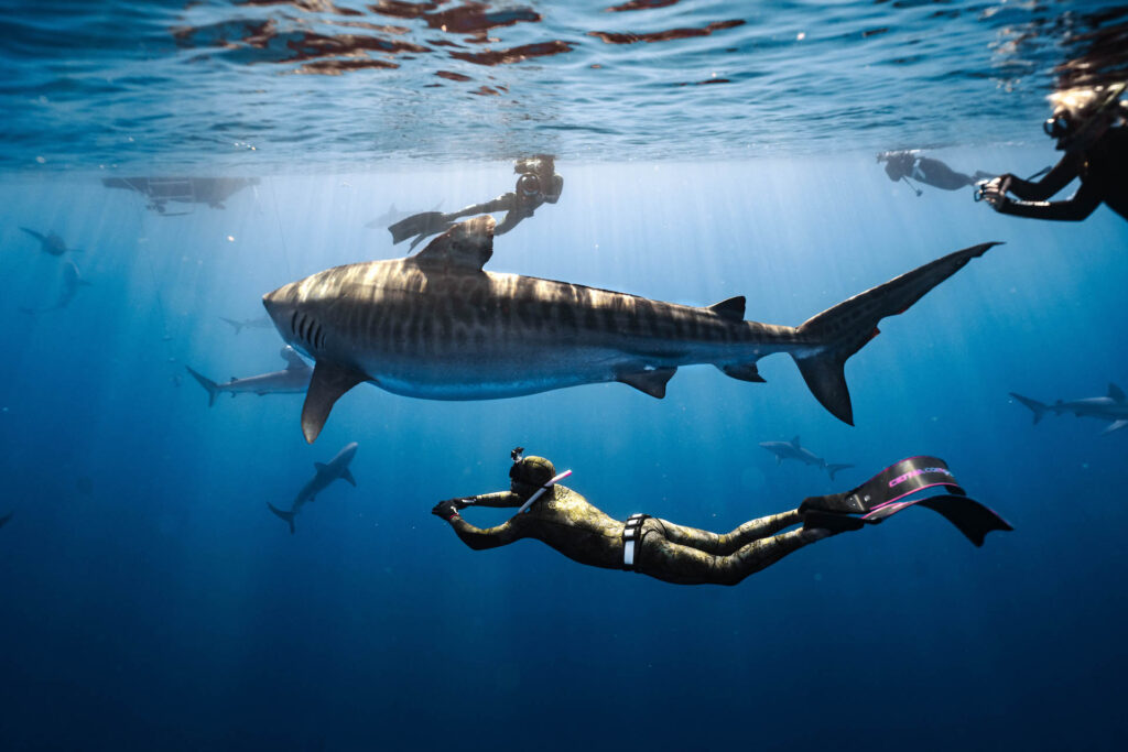 A freediver glides near a large tiger shark in clear blue ocean waters, surrounded by other sharks and divers.