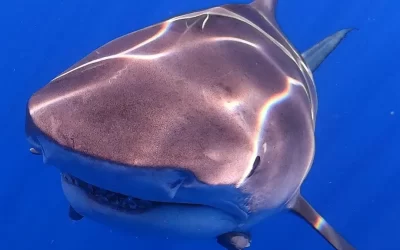 Are Sharks Really Something to Fear?