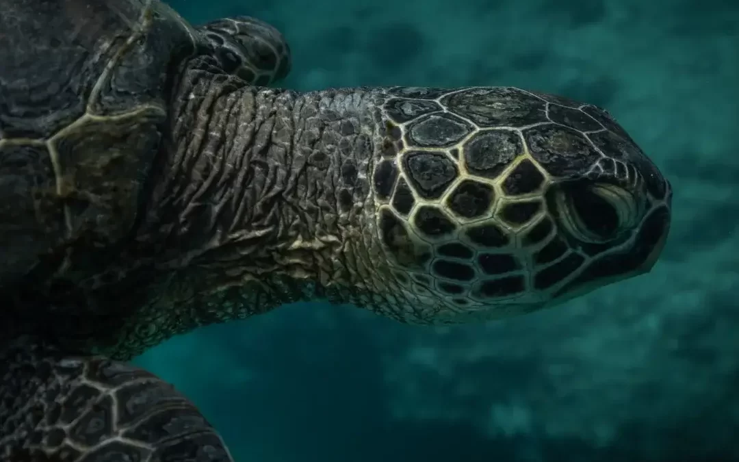 turtle in the ocean close up