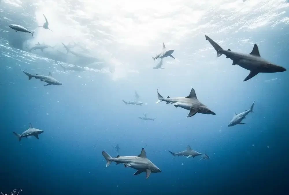 A group of sharks swimming gracefully in the deep blue ocean near the surface.