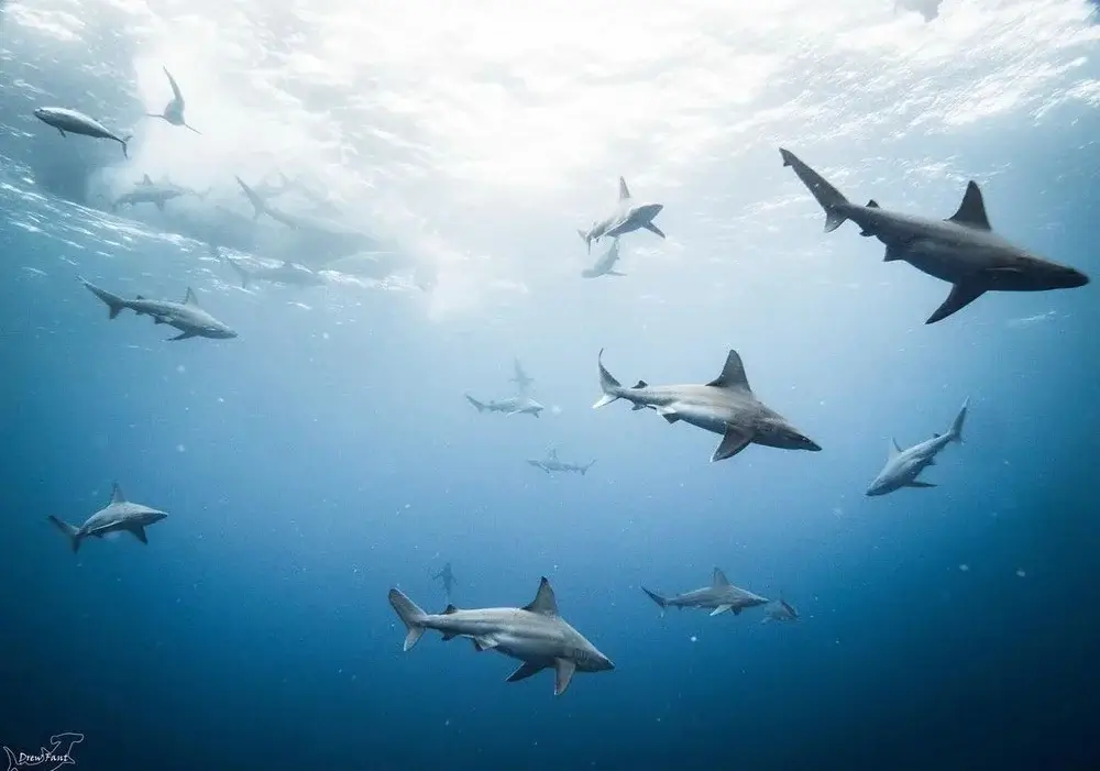 A group of sharks swimming gracefully in the deep blue ocean near the surface.