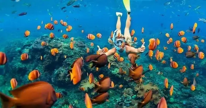 A snorkeler swims under the sea surrounded by bright orange fish in clear blue water