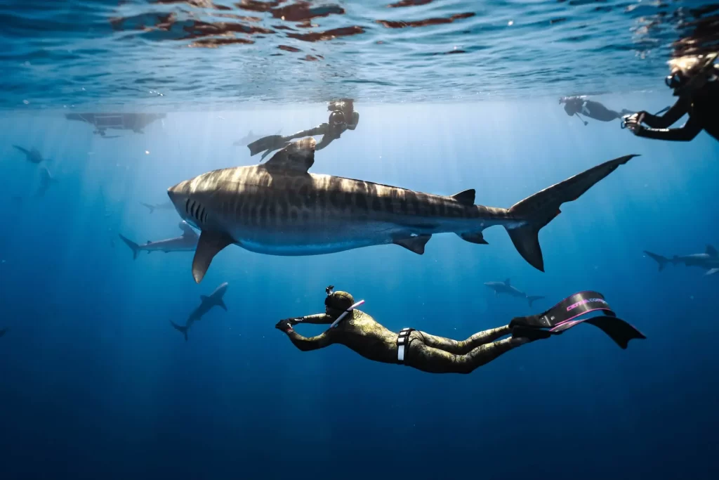 A freediver glides near a large tiger shark in clear blue ocean waters, surrounded by other sharks and divers.