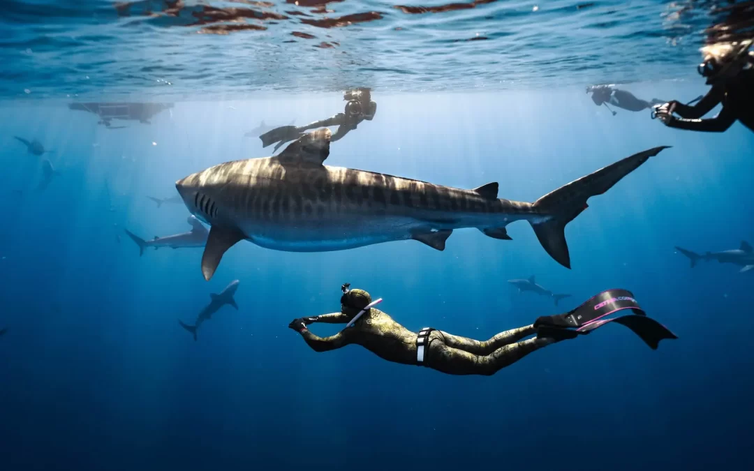 A freediver glides near a large tiger shark in clear blue ocean waters, surrounded by other sharks and divers.