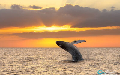 Why Oahu Is the Perfect Spot for Whale Watching?