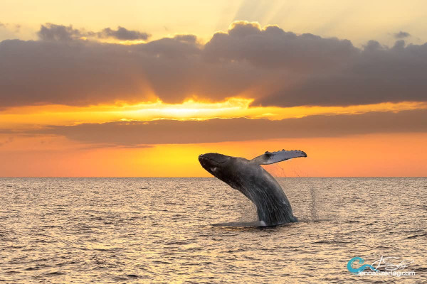 humpack whale breaching during the sunset in the ocean