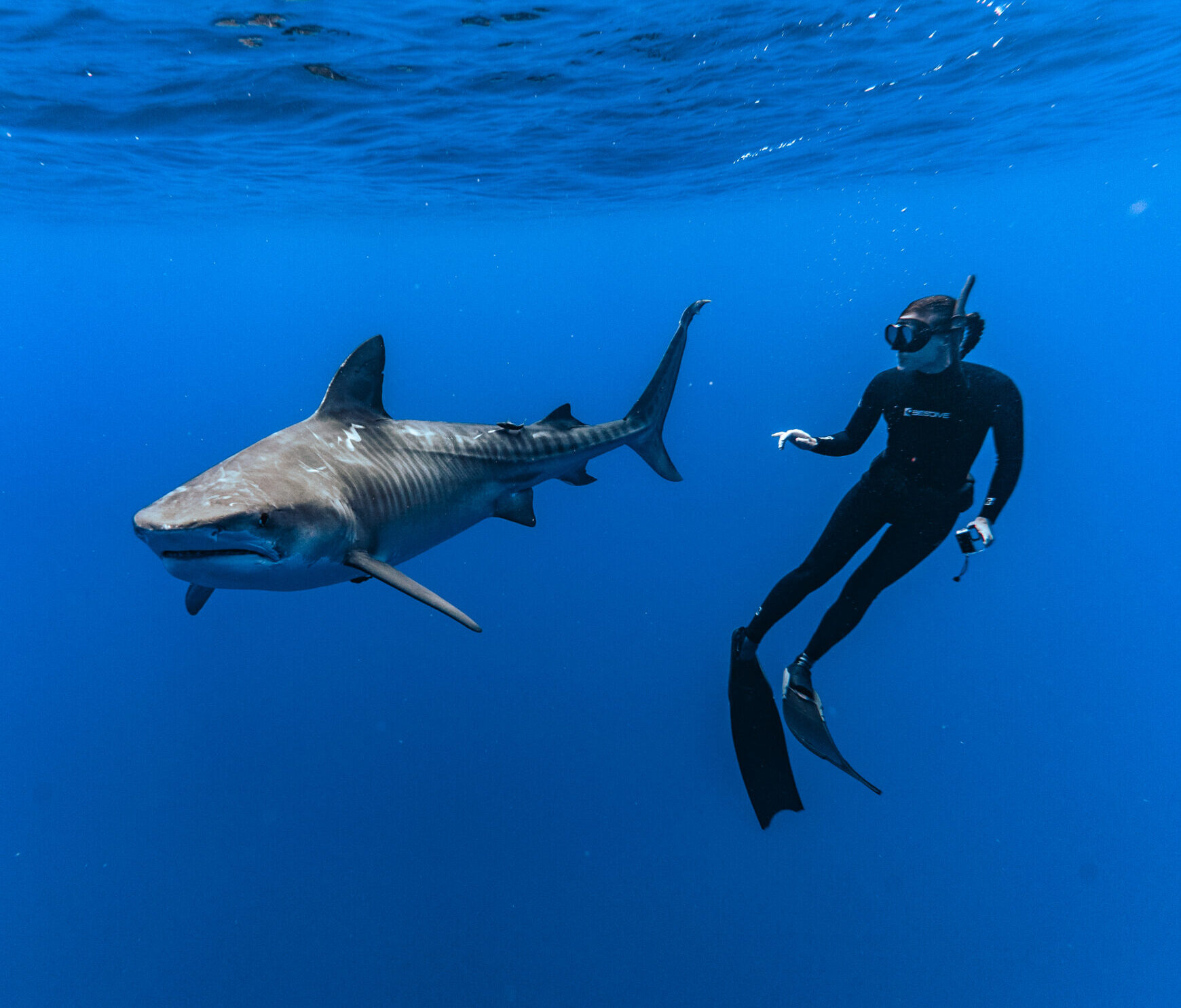 Diver with shark in deep blue ocean.