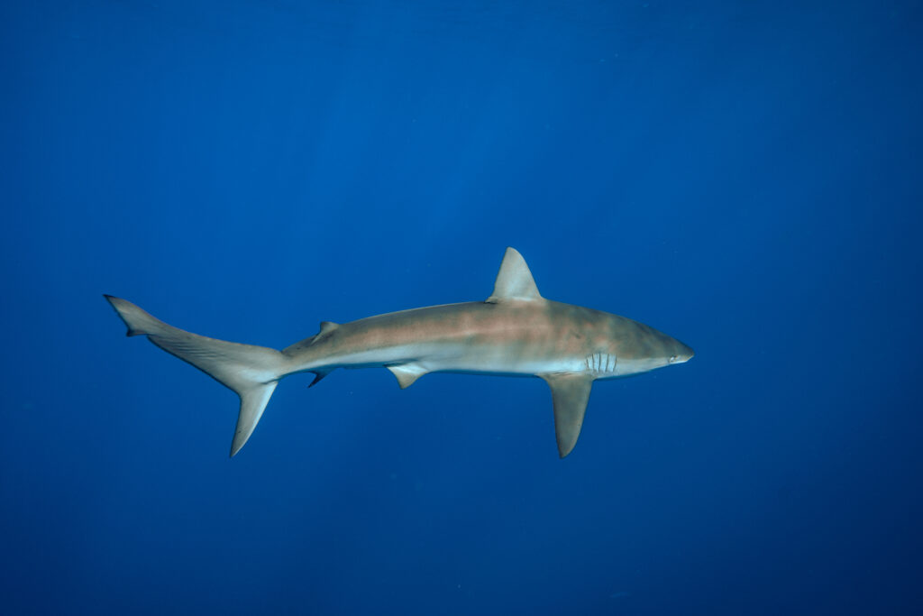 Shark swimming calmly in clear blue water with light rays
coming from the surface above