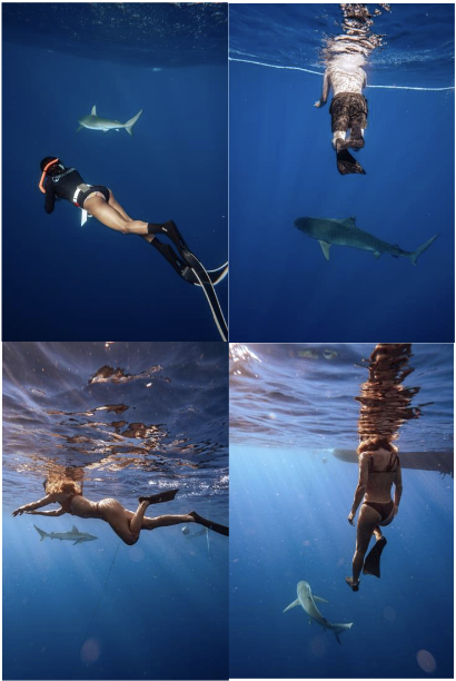 1. A person swimming underwater with a shark in the distance
2. A person swimming at the top of the water looking down at a shark below
3. A girl underwater with a shark in the distance
4. A person swimming in the water with shark swimming away
