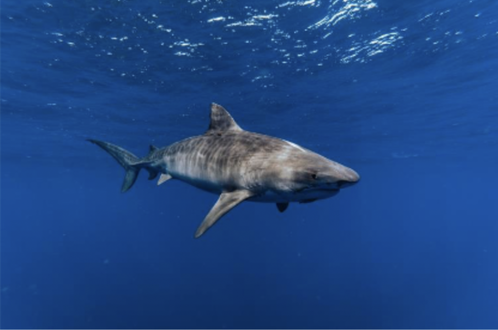  A shark swimming in the water