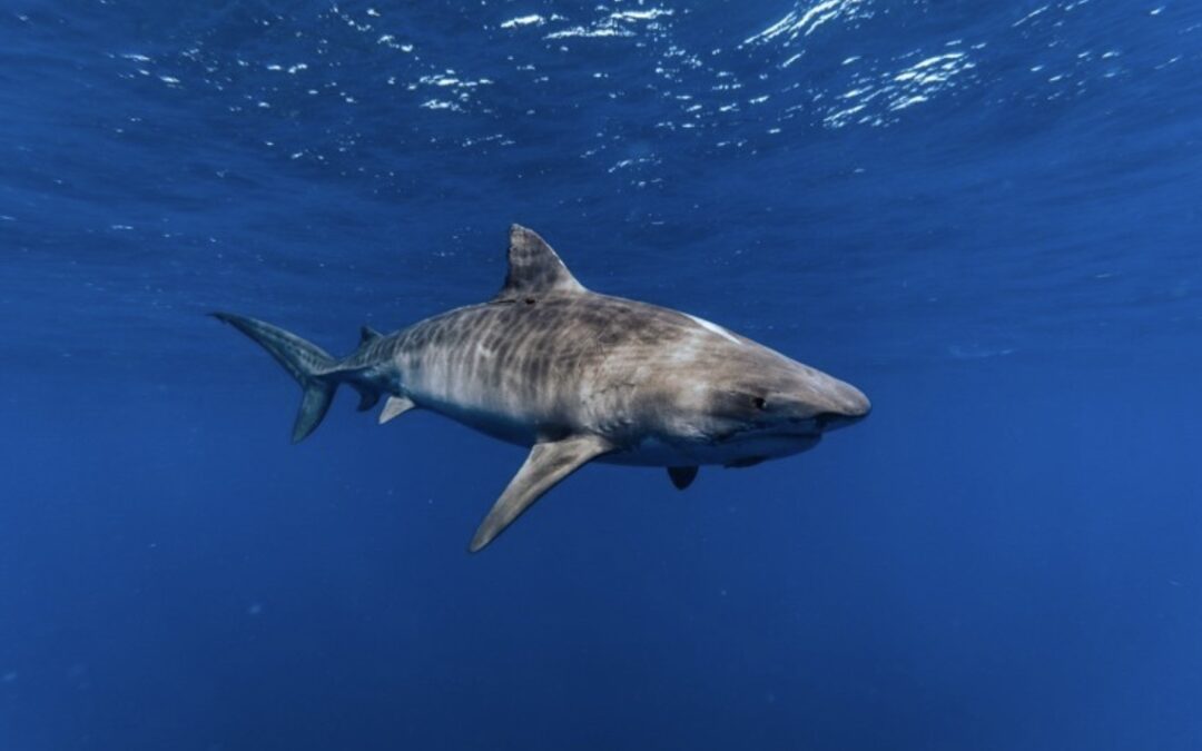 A shark swimming in the water