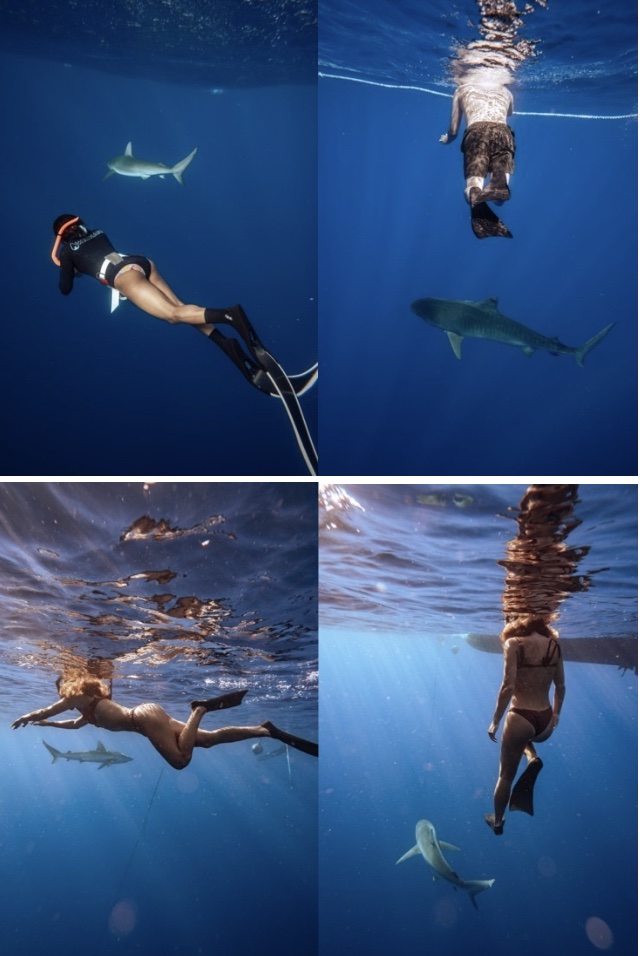 A person swimming underwater with a shark in the distance A person swimming at the top of the water looking down at a shark below A girl underwater with a shark in the distance A person swimming in the water with shark swimming away