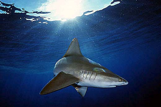 Sandbar sharks lives in shallow coastal waters. 