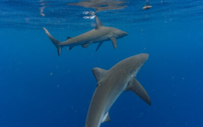 What Sharks Will I See on a North Shore Shark Dive?