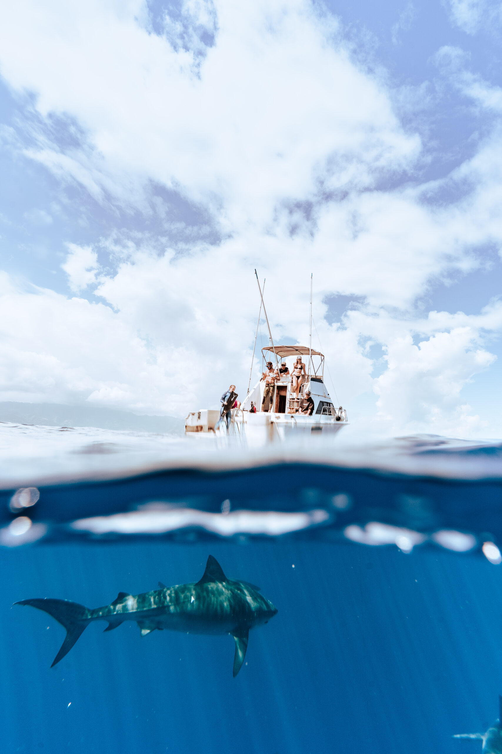 People on a boat preparing to go shark diving. A shark is in the water beneath them.
