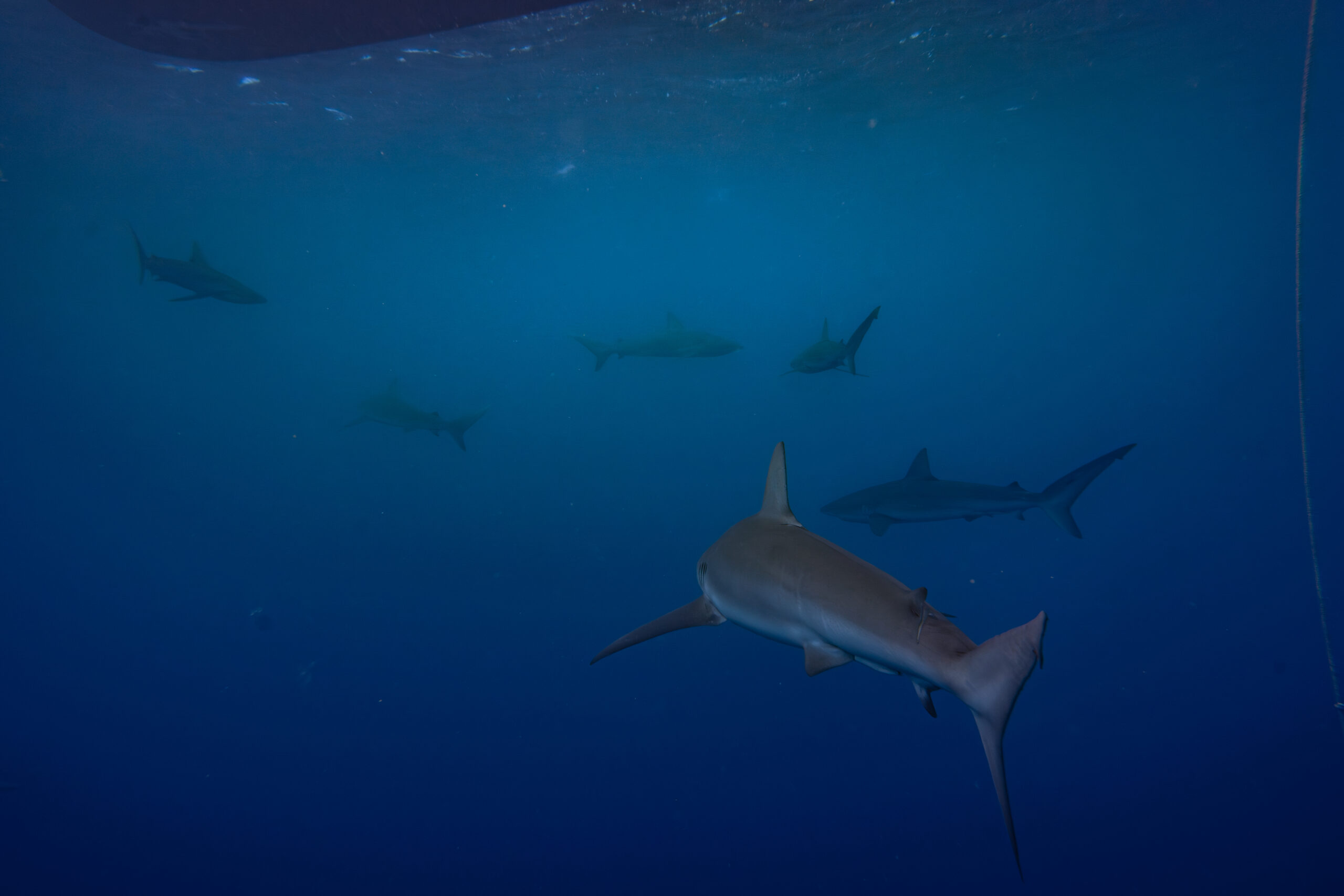 six galapagos sharks in the deep blue sea