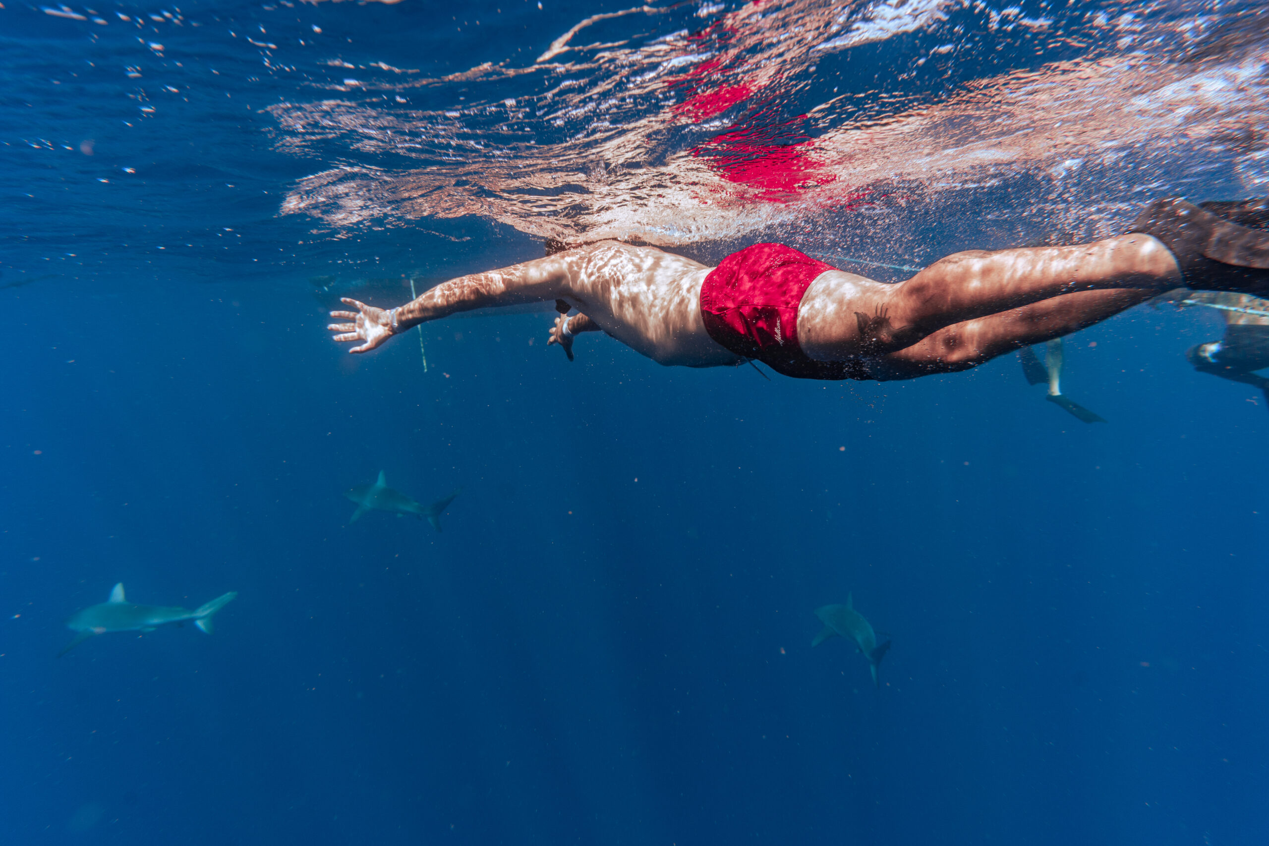 man in red swim trunks swimming in the deep blue towards Galapagos sharks