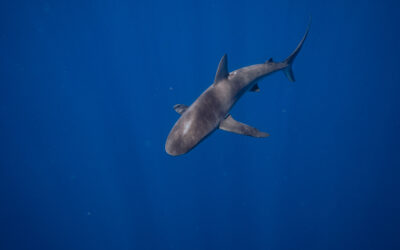 How do you Overcome your Fear of Shark Diving?