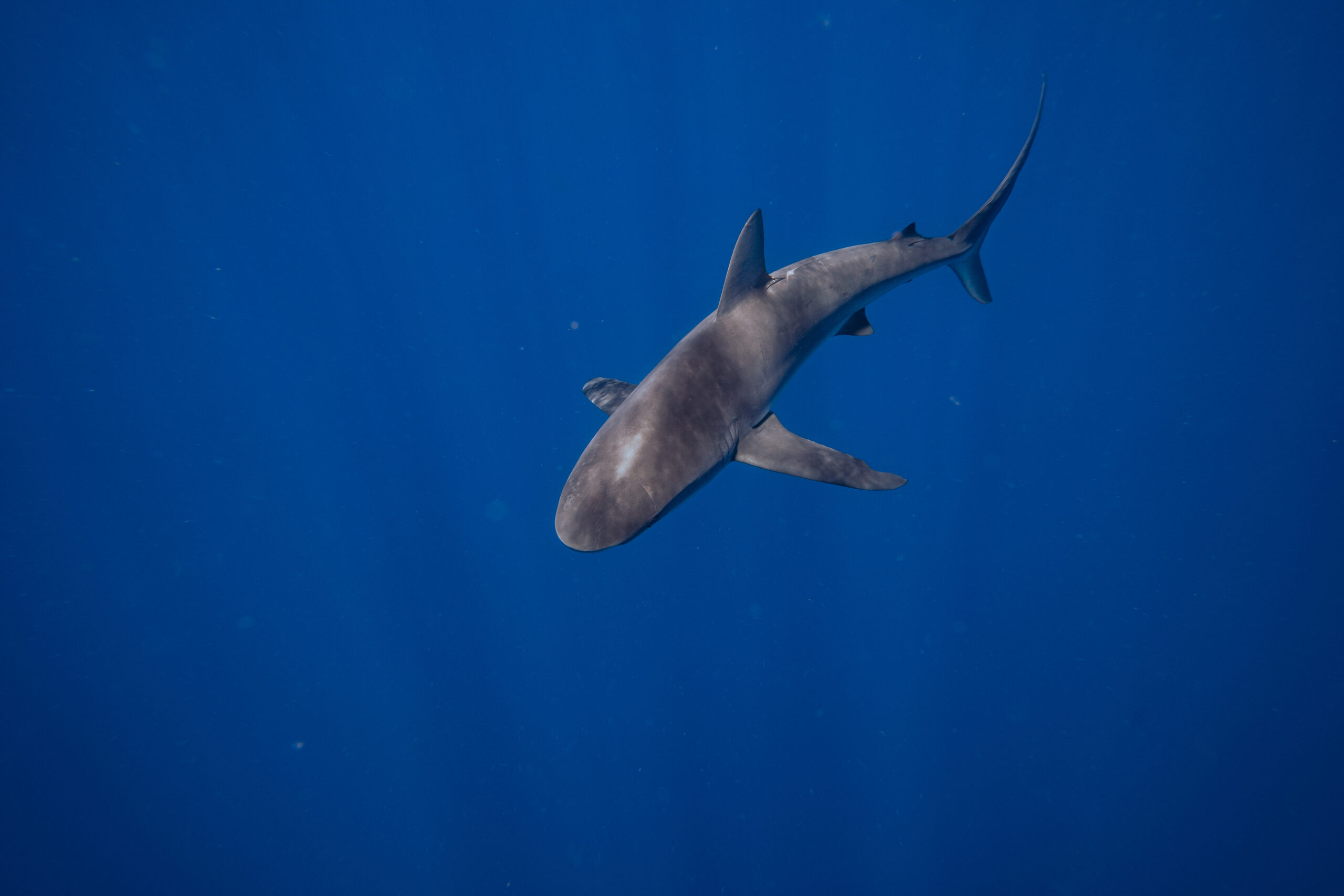 lonesome shark in the deep blue sea