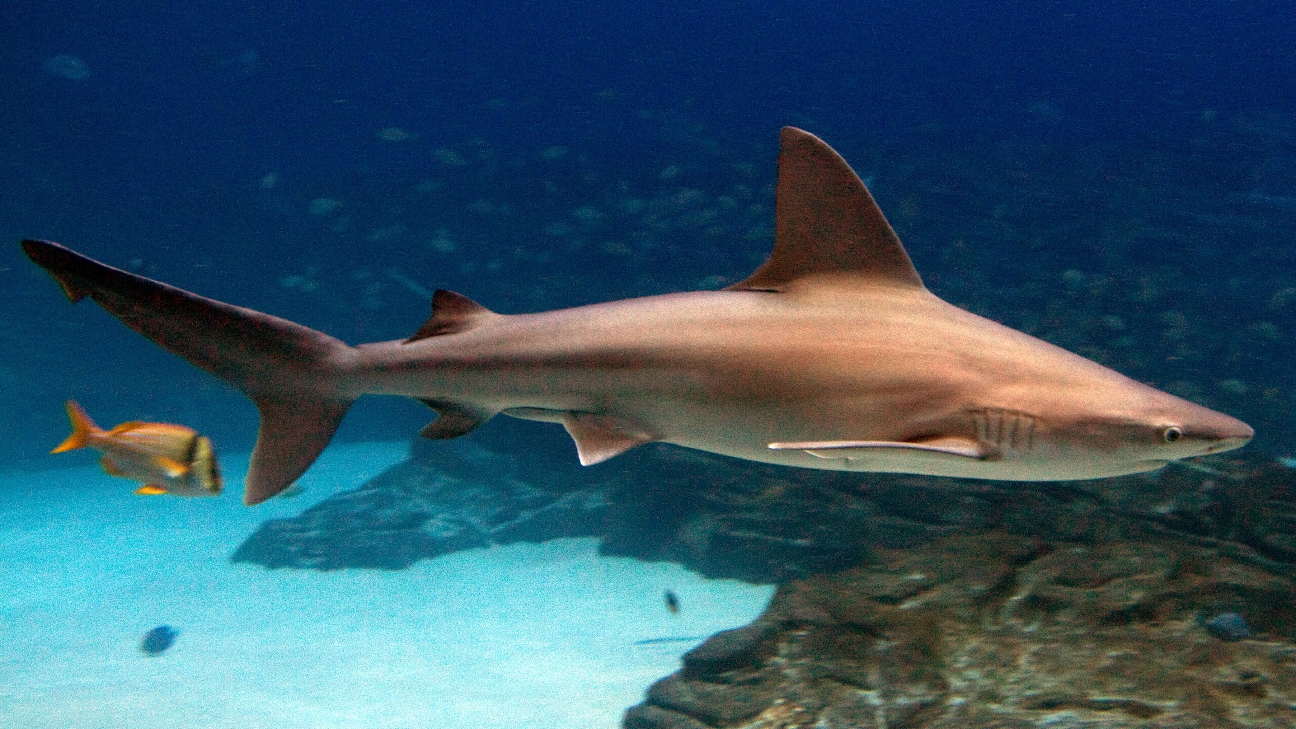 sandbar shark, Carcharhinus plumbeus,