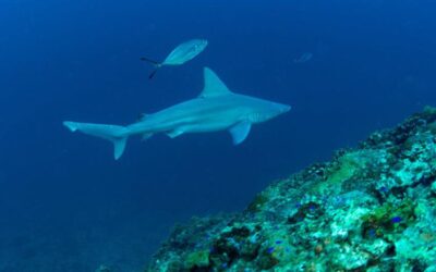 What are Sandbar Sharks?
