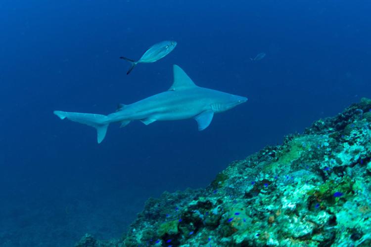 A sandbar shark in Flower Garden Banks National Marine Sanctuary!